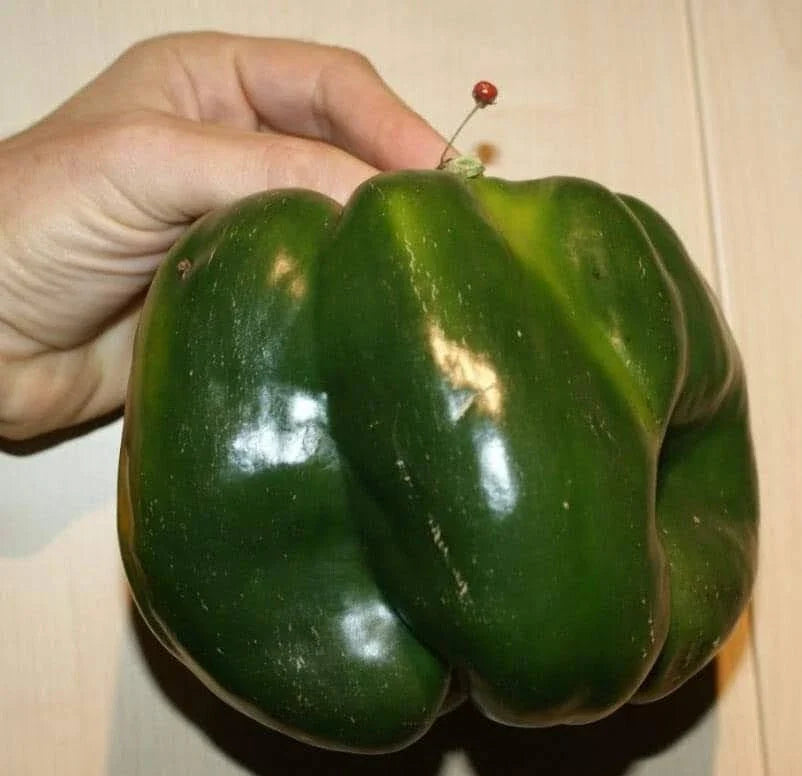 30+ Heirloom Organic Emerald Giant Bell Pepper Seeds - Sweet Variety - Non-GMO
