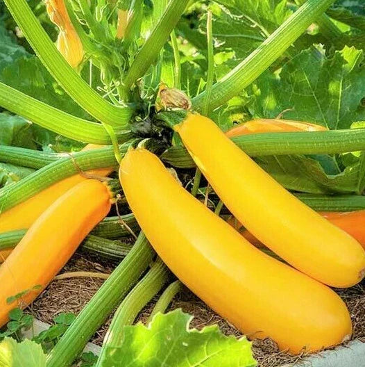 Golden Yellow Zucchini Seeds | Summer Squash Courgette Kousa Vegetable Seed | Heirloom Variety 2025
