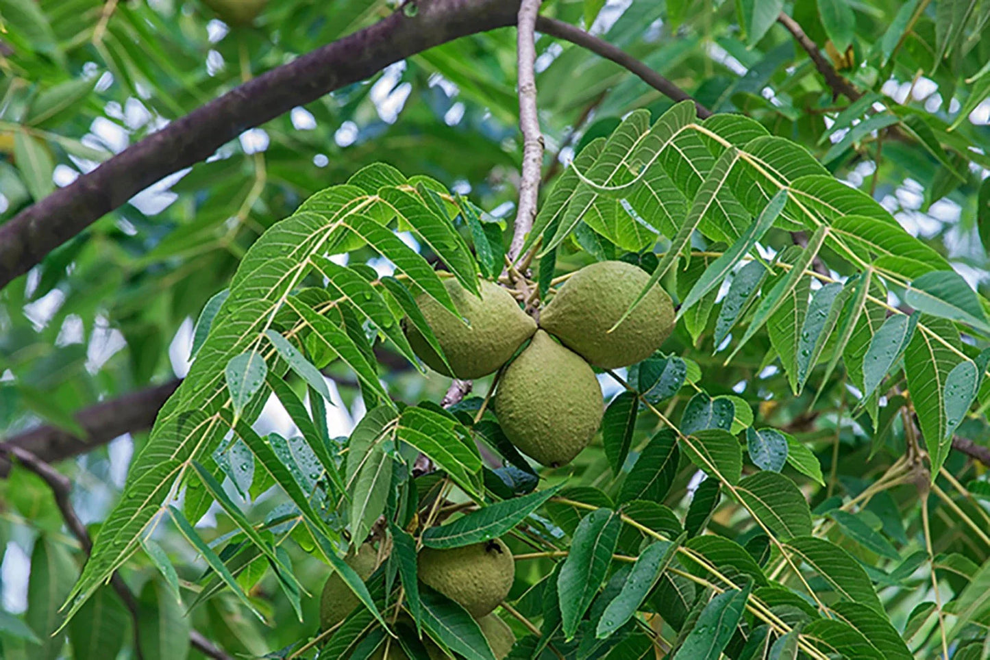 Black Walnut Tree 12-24" Tall Bare Root Juglans nigra - American Black Walnut Seedling