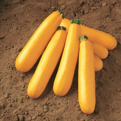 Golden Zucchini Squash Seeds - Fresh Heirloom Seeds for Planting - Cucurbita pepo