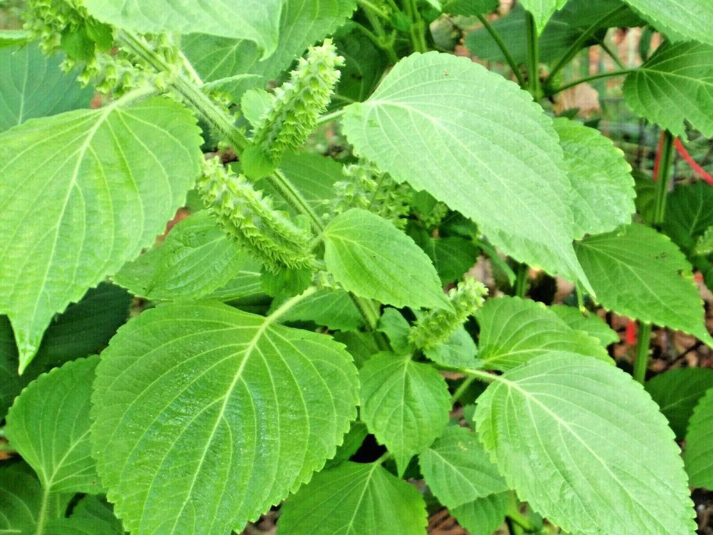 Green Shiso Seeds - 101+ Perilla Japanese Herb for Sushi and Soup - Beefsteak Plant