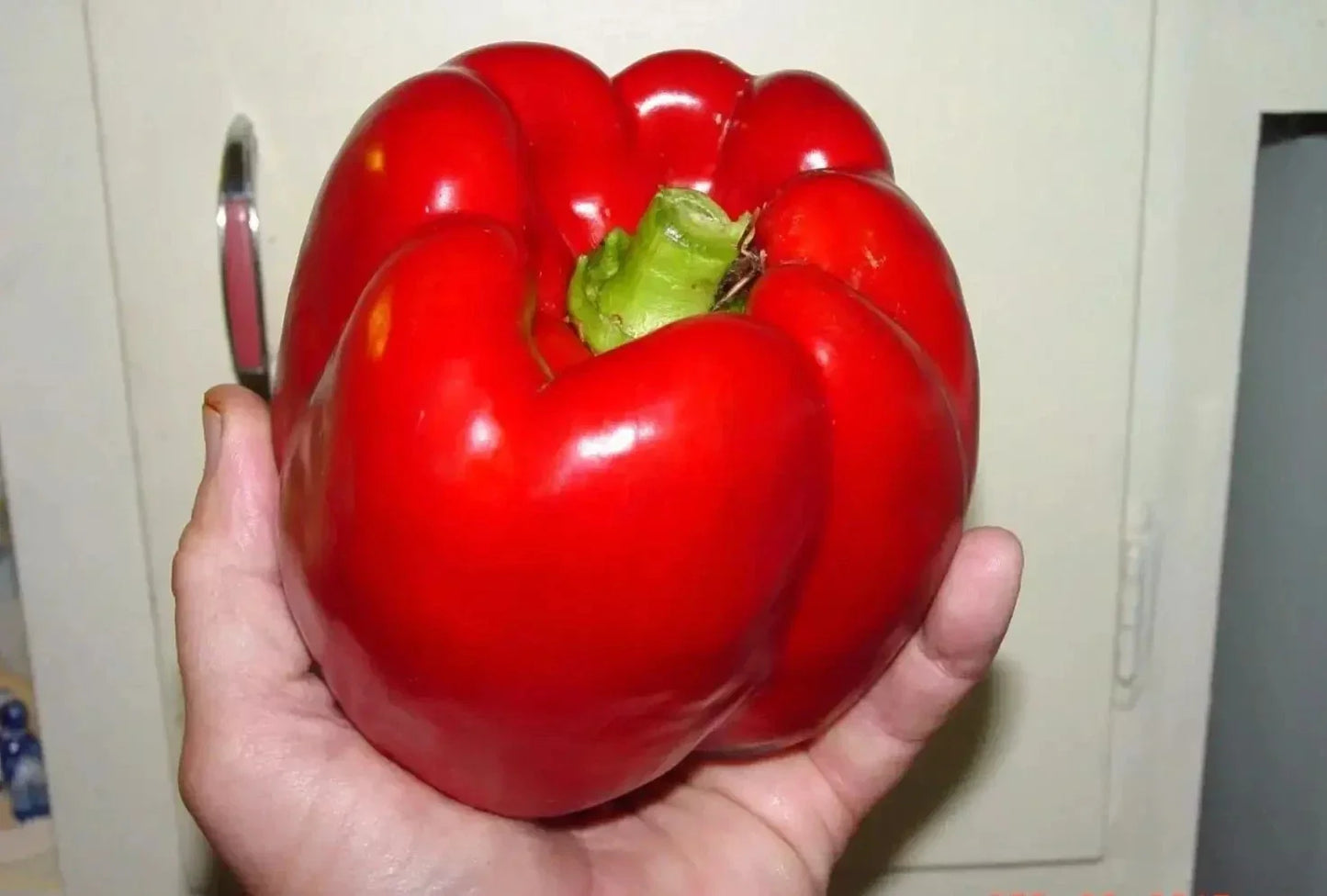 Giant Red Bell Pepper Seeds - Organic Heirloom - Non-GMO Sweet Variety - Capsicum annuum