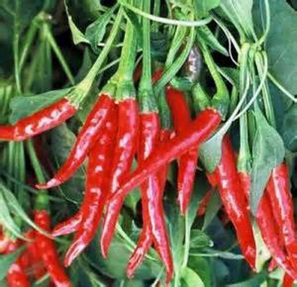 Thai Hot Pepper Seeds, Heirloom Variety, Non-GMO, 20+ Seeds, Capsicum annuum