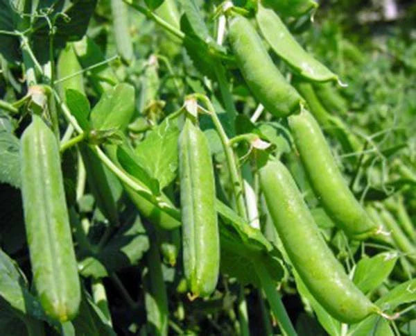 Heirloom Pea Seeds, 500+ Non-GMO, Thomas Laxton Variety, Perfect for Home Gardening