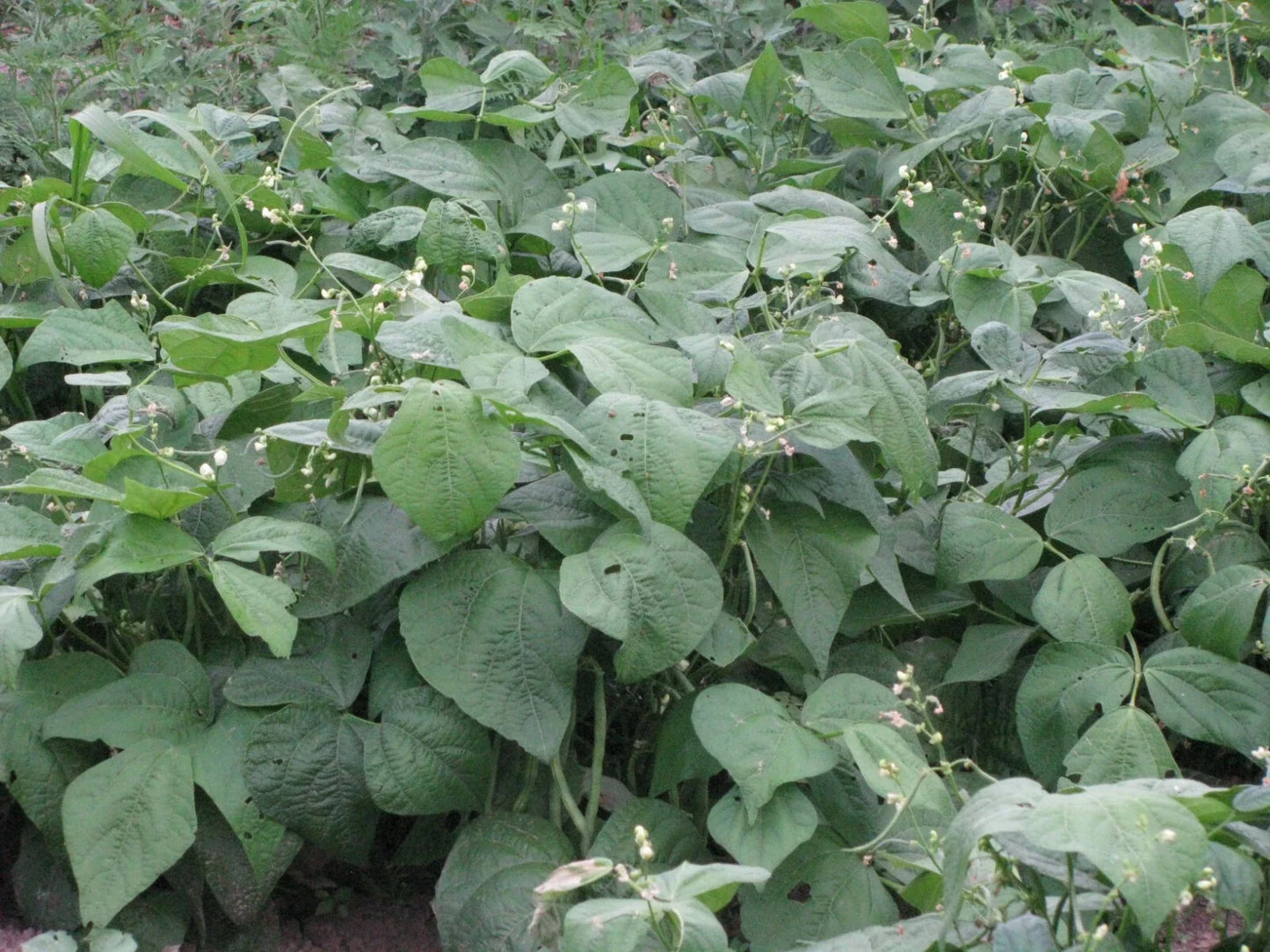 Bush Bean Seeds 50+ Pack, Strike Snap Variety, Phaseolus vulgaris, Non-GMO, Garden Planting Seeds, Home Gardening Essentials
