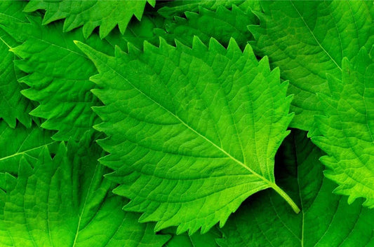 Green Shiso Seeds (100+ Seeds) - Tangy Japanese Herb for Planting, Sushi Bar Flavor, Perilla frutescens