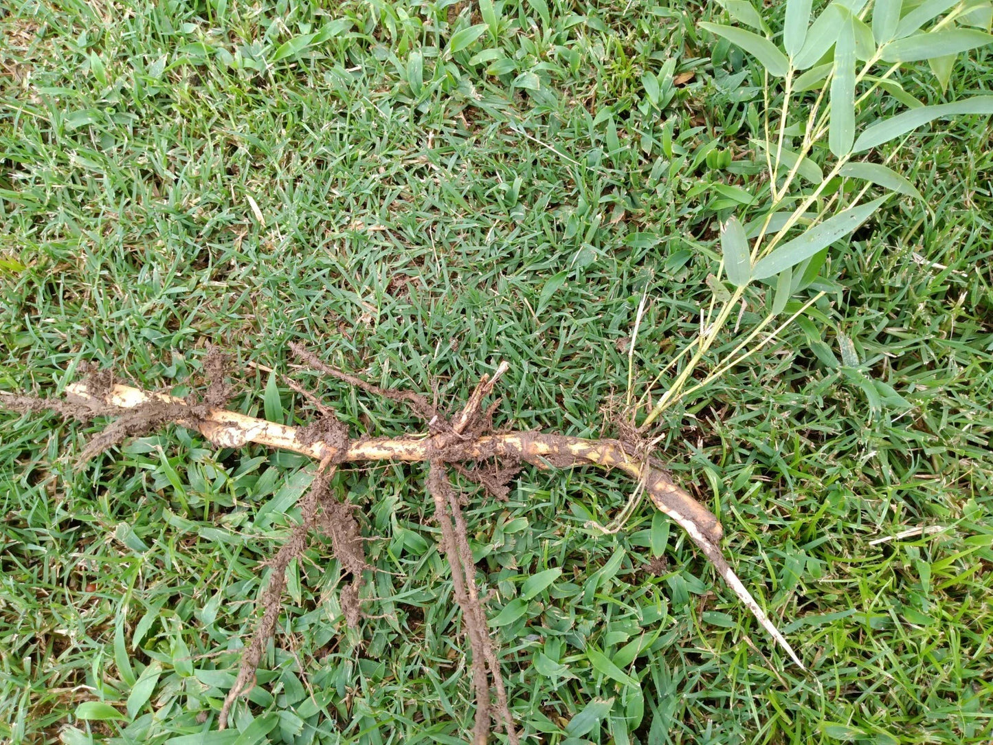 Moso Bamboo Roots - 6pc Live Hardy Bamboo Rhizomes - Phyllostachys edulis - Fast Growing Privacy Plant