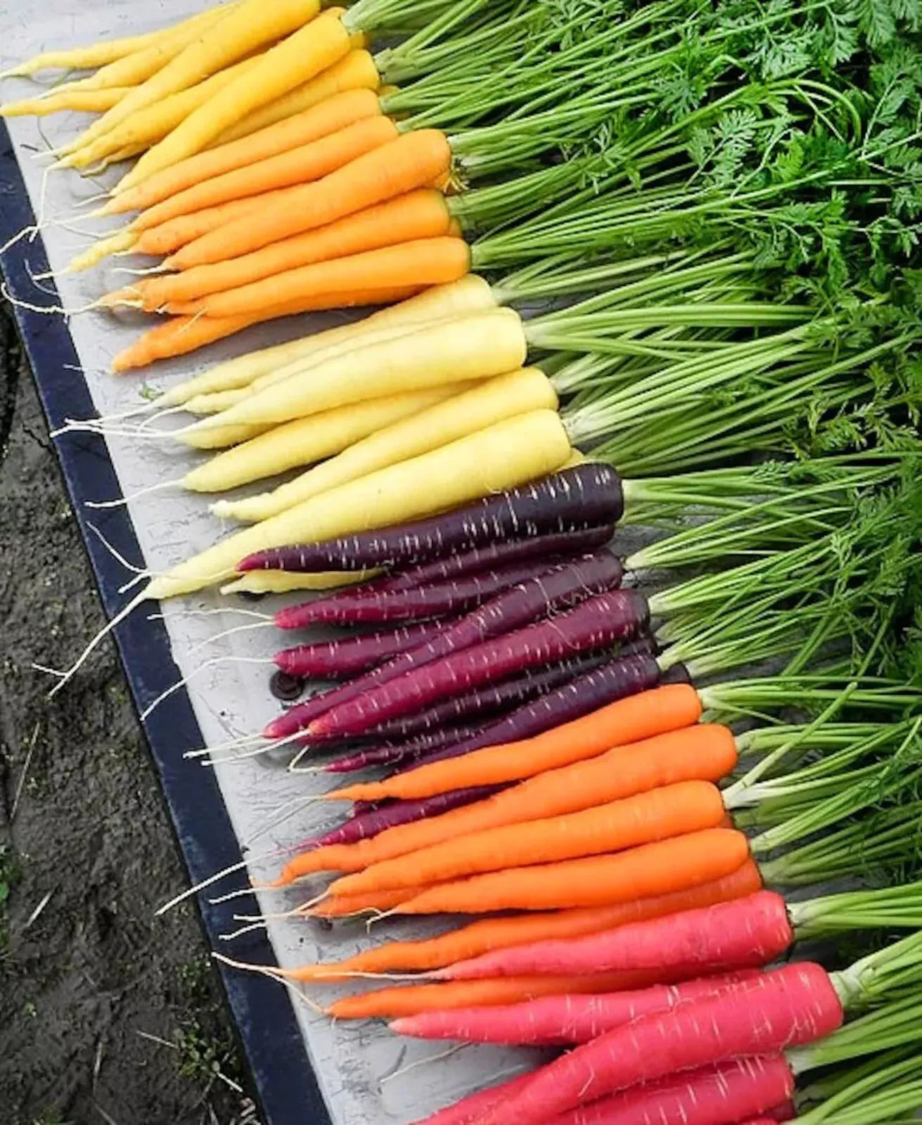 Rainbow Carrot Seeds Mix - 100+ Heirloom Non-GMO Organic Seeds - Fresh Vegetable Garden Planting