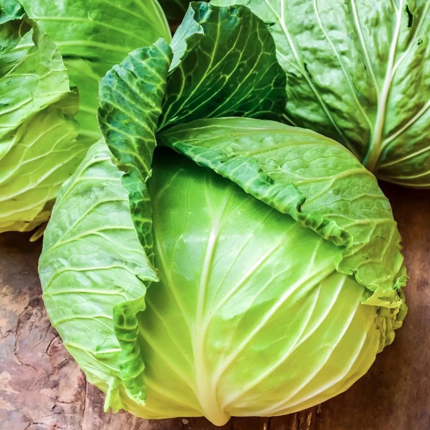 Golden Acre Cabbage Seeds - Heirloom Non-GMO - 1000+ Fresh Seeds - Brassica oleracea