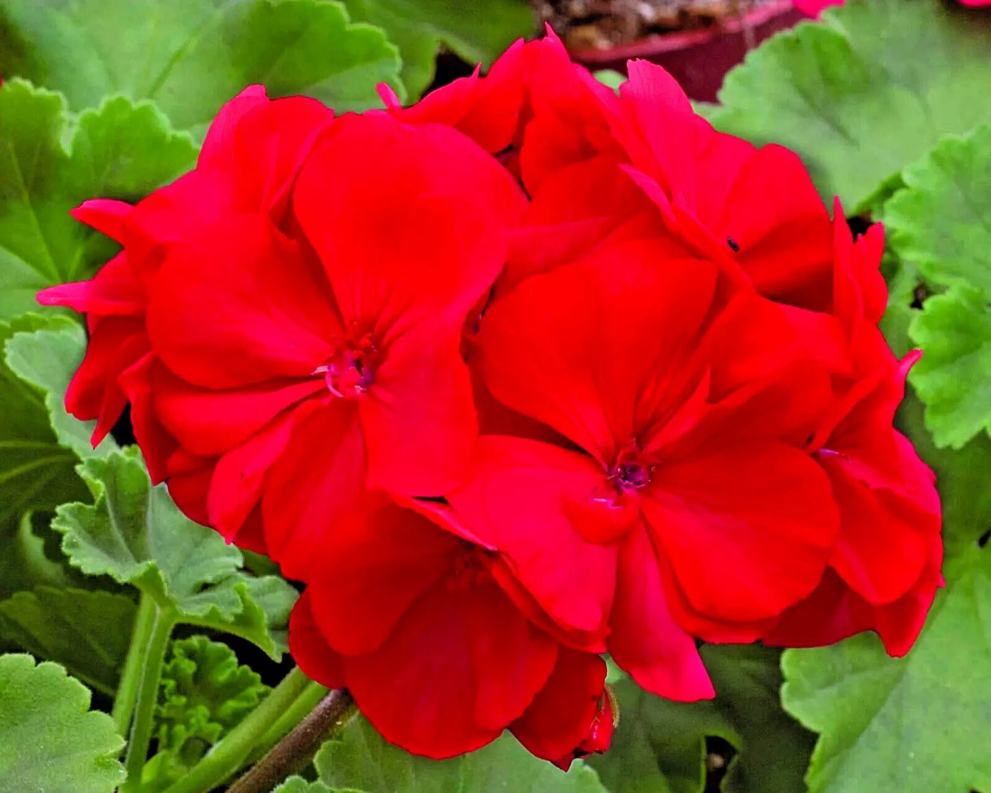 Geranium Pelargonium 6" Unrooted Cuttings Red Flowers Heat Drought Tolerant Annual Plant