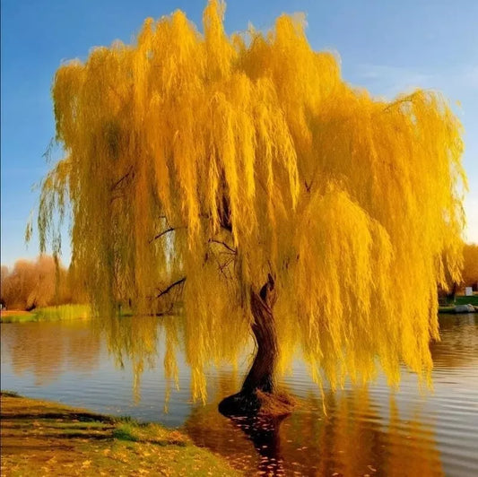 Gold Weeping Willow Tree Cuttings - 5 Pack for Bonsai or Garden - Salix babylonica