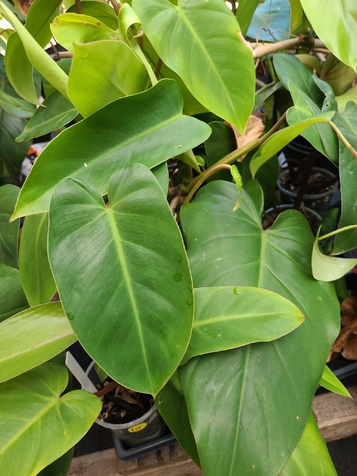 Philodendron Cutting 7-10 Inches Tall Green Emerald Philodendron (Philodendron 'Emerald') Fresh Plant Cutting