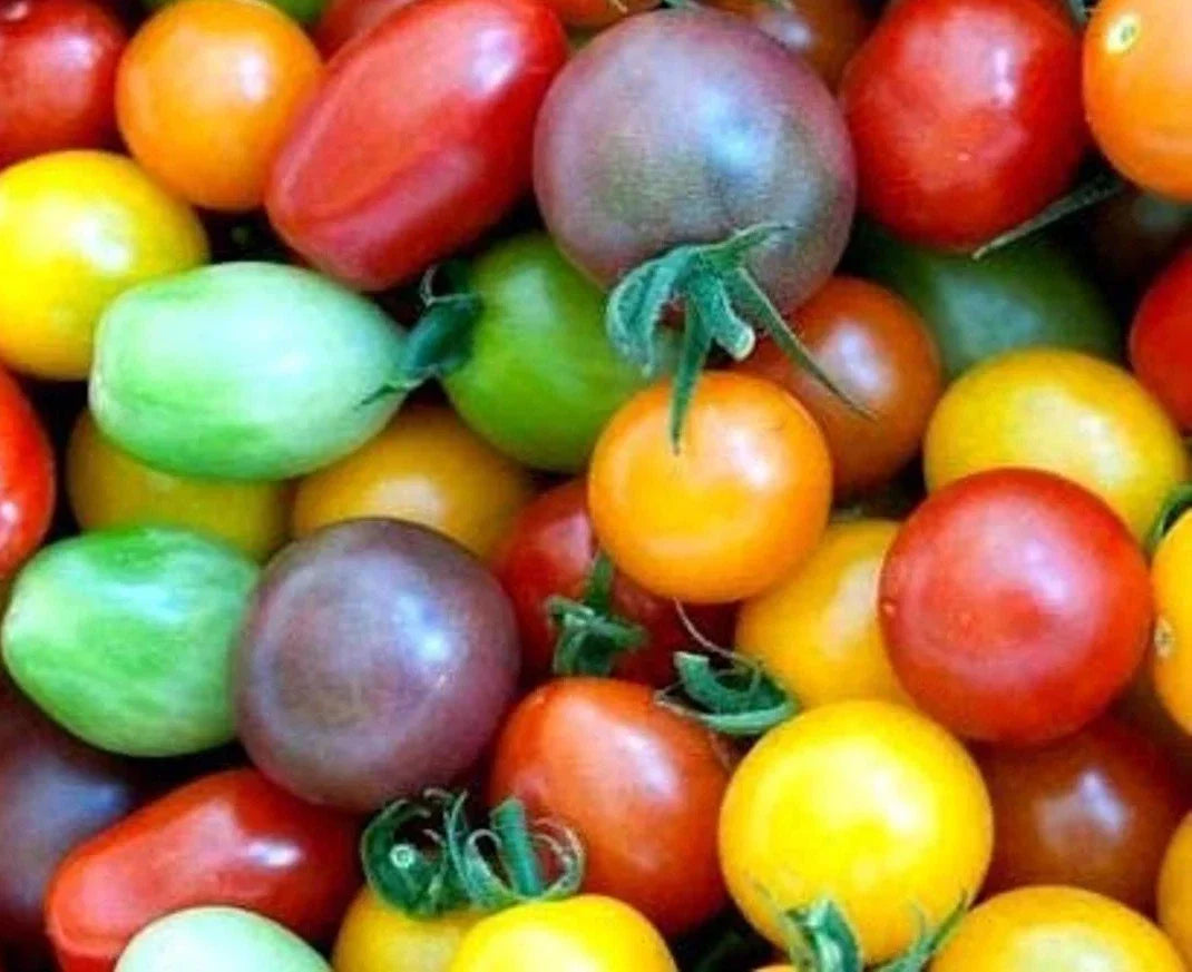 Rainbow Cherry Tomato Seeds - 30+ Heirloom Organic NON-GMO - Fresh Garden Seeds - Solanum lycopersicum