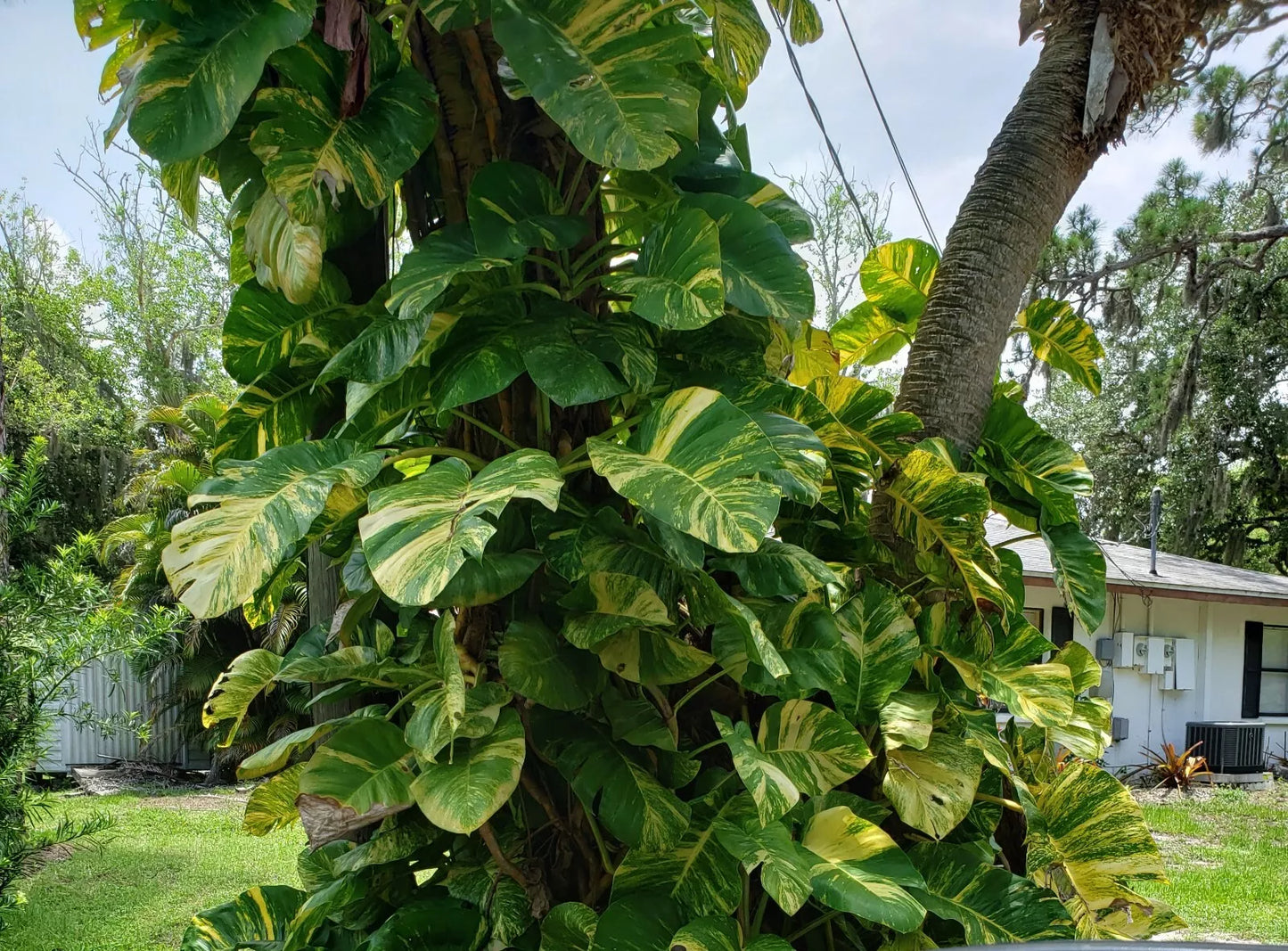 Giant Variegated Golden Pothos Cutting - 3 Node Hawaiian Climbing Plant - Epipremnum aureum