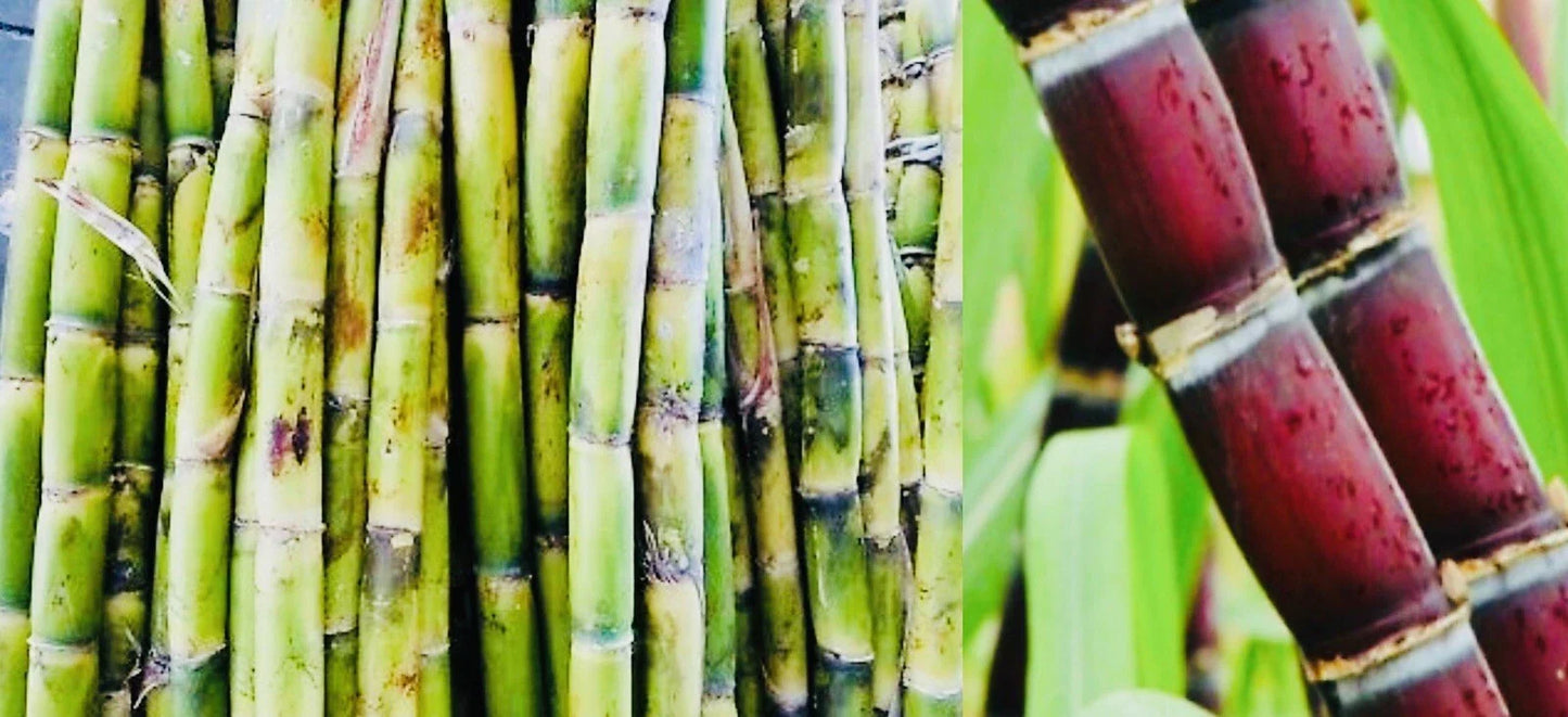 Fresh Cut Sugar Cane Sticks - 4 Pack, Green or Purple, Non-GMO - Saccharum officinarum
