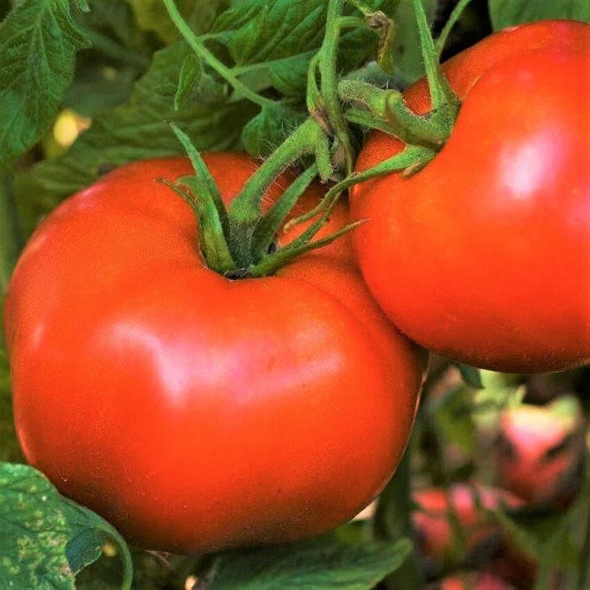Rutgers Tomato Seeds | Heirloom Fruit Vegetable Seed | Best Flavor | Solanum lycopersicum