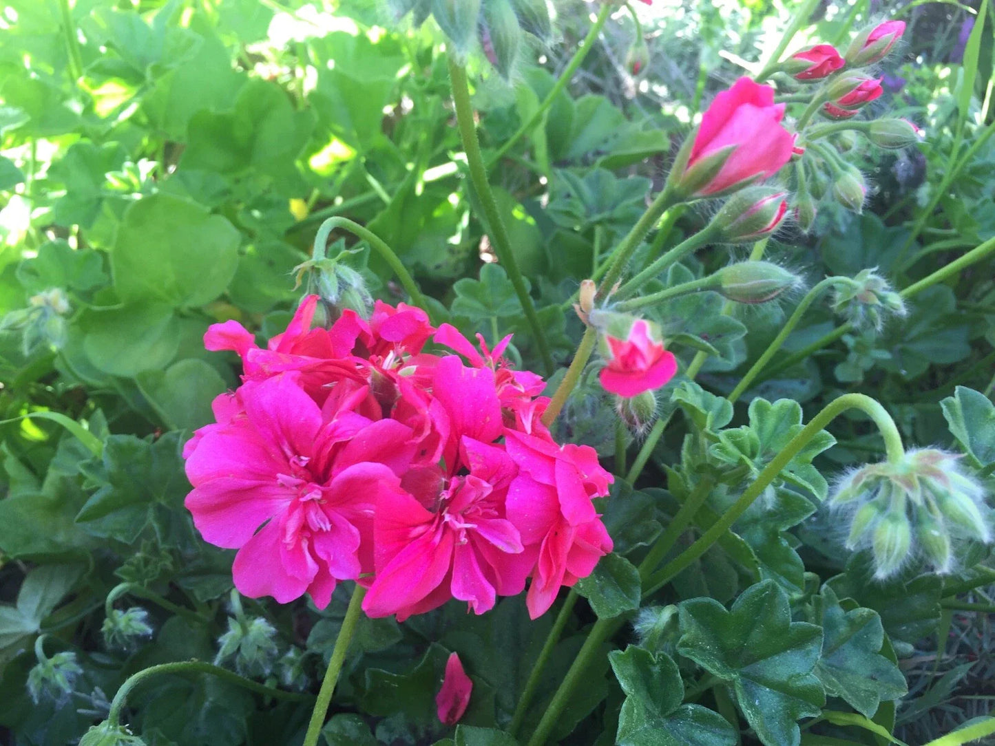 Hot Pink Pelargonium Peltatum Ivy Geranium Live Plant 6" Starter Cuttings, Perfect for Container Gardening and Hanging Baskets
