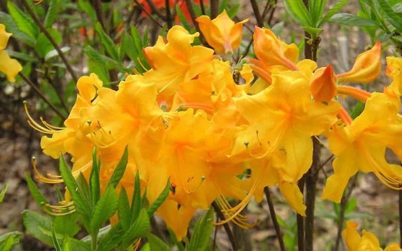 Aromi Azalea Starter Plant - Appalachian Gold Variety, Deciduous Rhododendron - Small Size, Landscape Plant