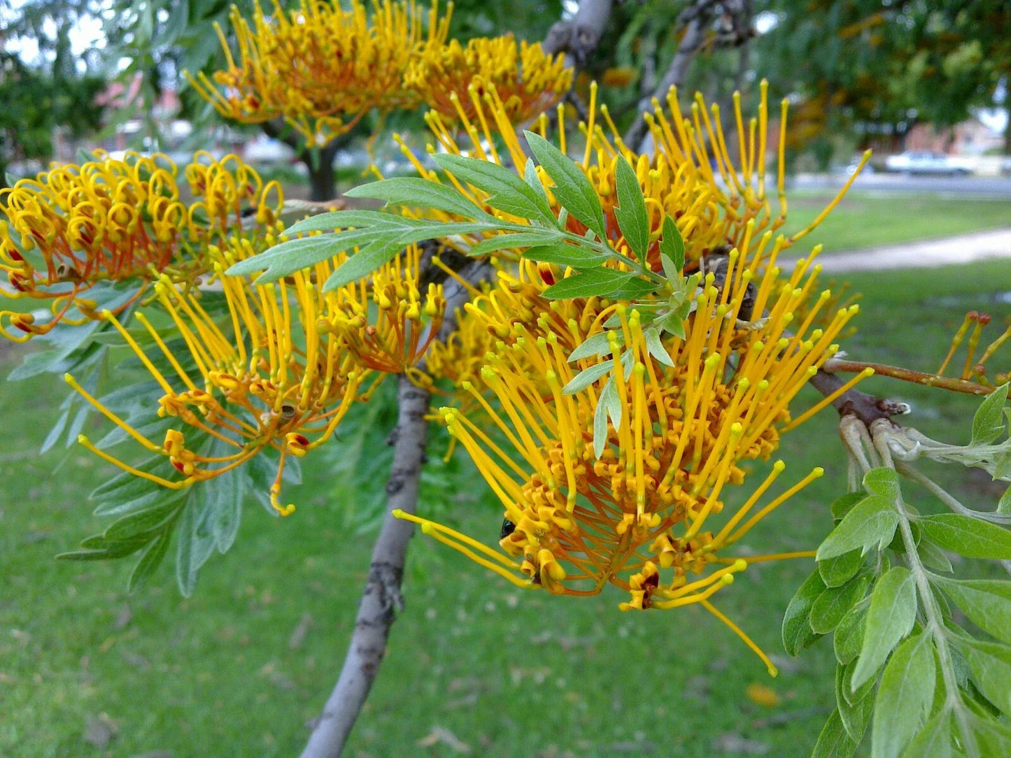 Silky Oak Seeds - 20 Pack - Grevillea robusta - Tropical Tree Seeds for Gardening and Landscaping