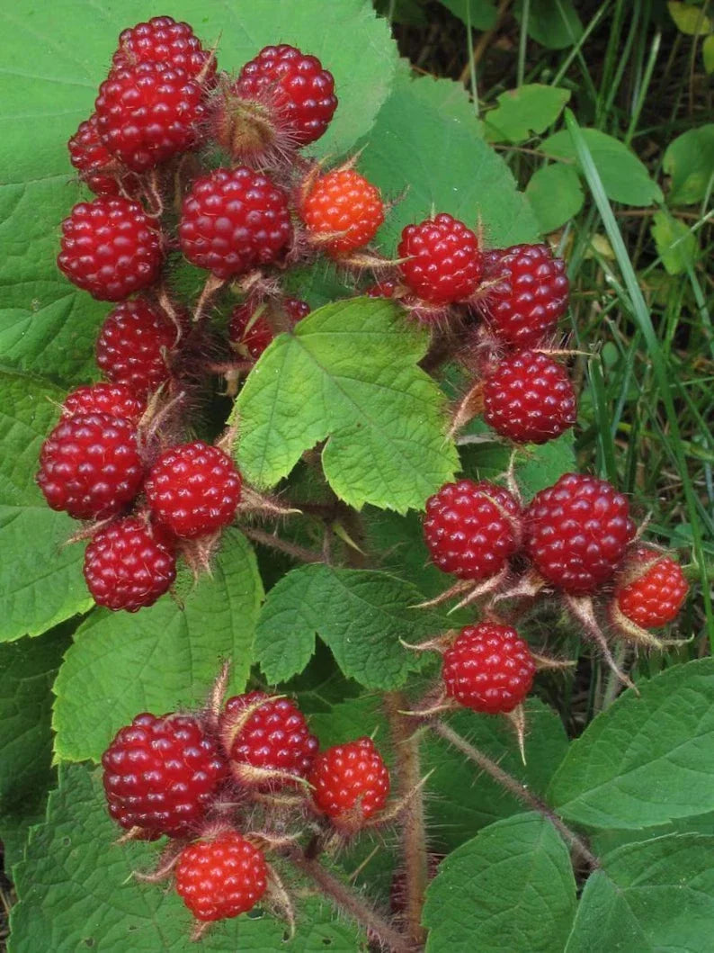 Wild Japanese Wineberry Bush Live Plant - Fruiting Berry, Bare Root - Rubus phoenicolasius