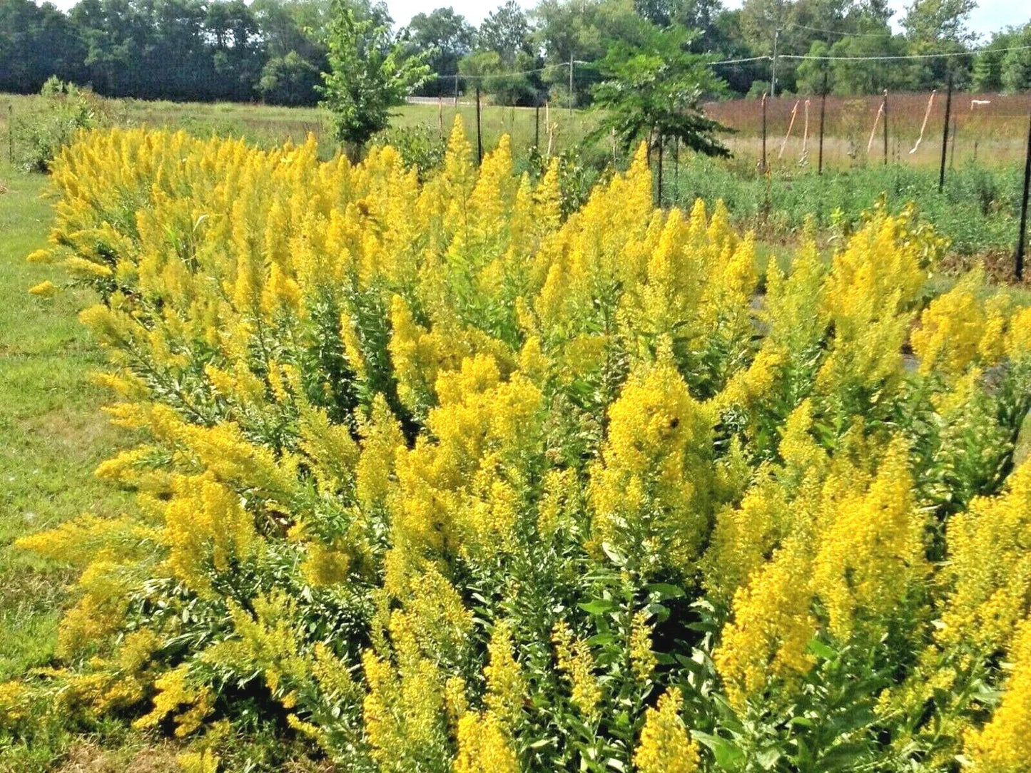 Showy Goldenrod Seeds - 100+ Perennial Native Wildflower for Pollinators, Autumn Blooms, Solidago canadensis