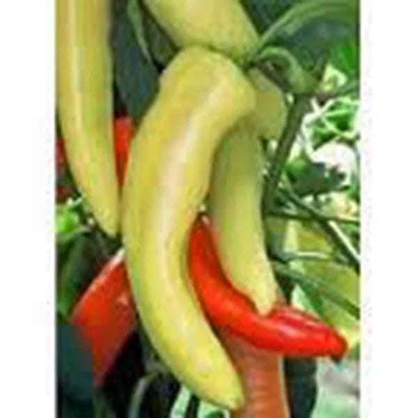 Sweet Hungarian Yellow Wax Pepper Seeds, Heirloom, Non-GMO, 100 Seeds, Capsicum annuum