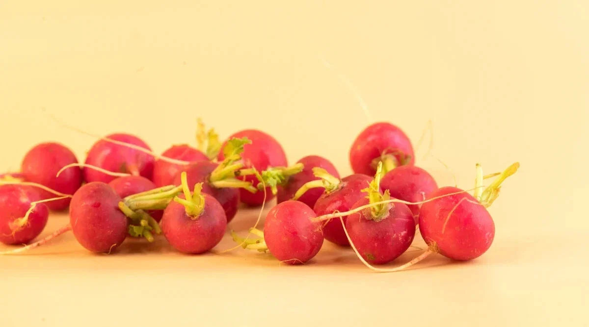 Lady Slipper Radish Seeds - 500+ Seeds for Garden Planting - USA Grown - Raphanus sativus