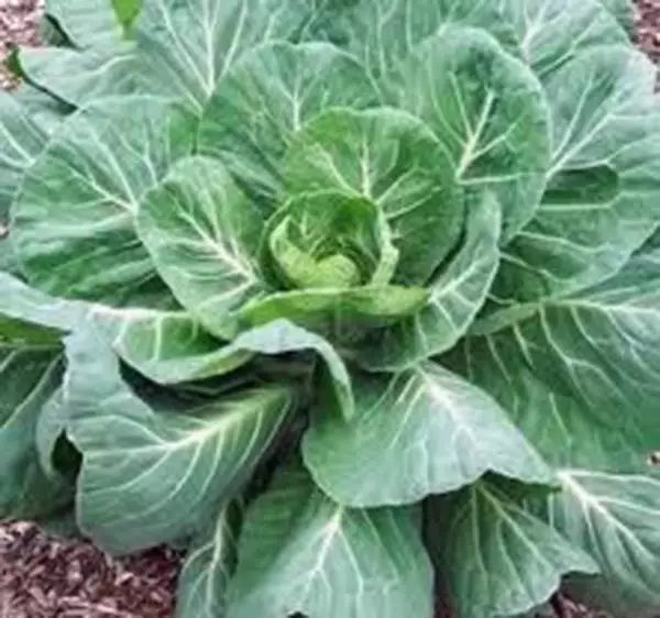 Collard Greens Seeds, 500 Count, Georgia Southern Heirloom, Non-GMO, Brassica oleracea