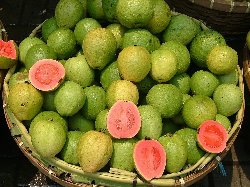 Pink Guava Seeds - 20 Pack - Psidium guajava - Tropical Fruit Seeds - Free Shipping