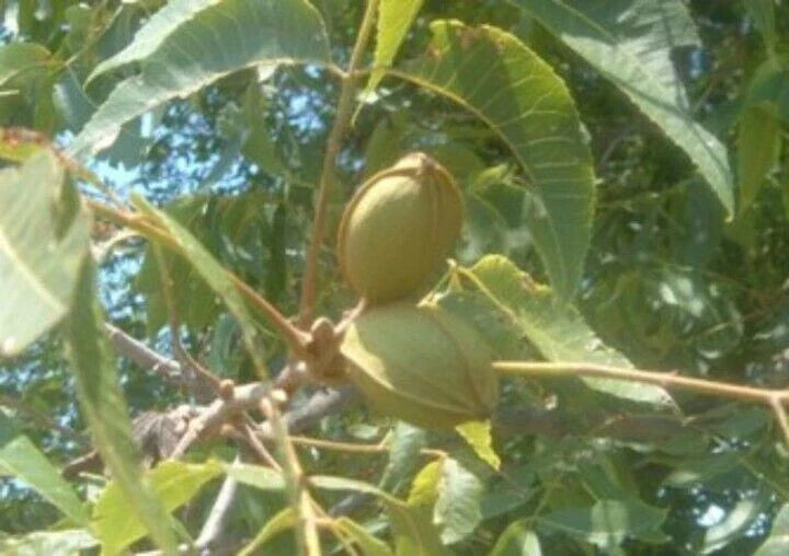Live Pecan Tree Seedling - Ready to Plant - Nut Tree - Carya illinoinensis - Rooted, Hardy, Green Leaves