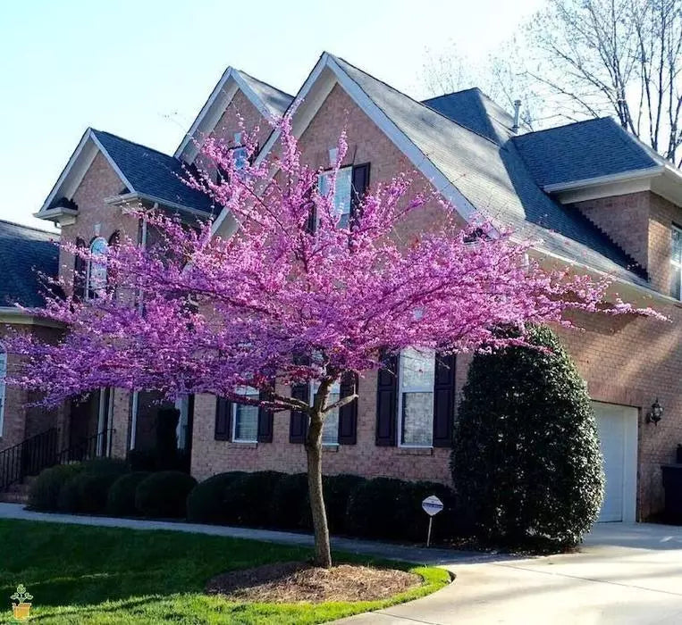 Eastern Redbud Cuttings 12 + 8 Pieces Cercis canadensis Beautiful Tree Plants