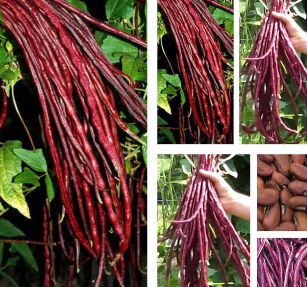 Red Yard Long Bean Seeds - 10+ Seeds - Asian Chinese Noodle Bean - Vigna unguiculata