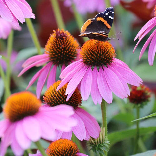 Purple Coneflower Seeds | Non-GMO | 200-4,000 Seeds | Echinacea purpurea | Free Shipping