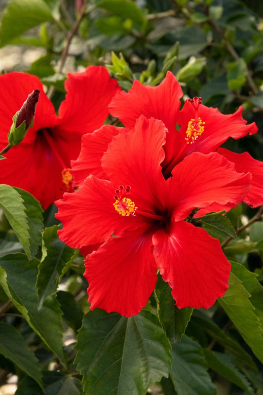 Hibiscus Plant Starter 3-5" Plug Red Hibiscus rosa-sinensis President Variety