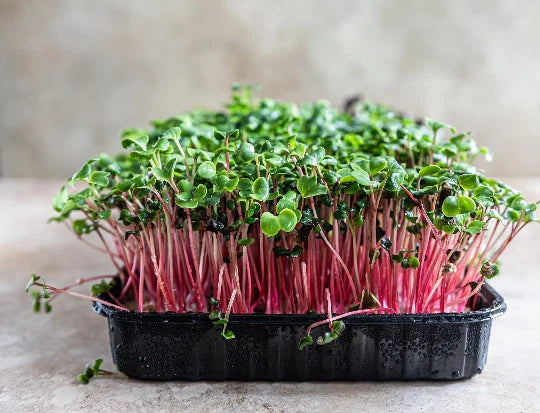 Rambo Radish Microgreen Seeds 16 Ounce - Organic Sprouting Seeds for Salad and Garnish - Raphanus sativus