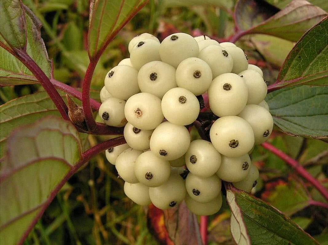 Siberian Dogwood Seeds 50 Count - Cornus alba, Tatarian Dogwood, Hardy Shrub, Ornamental Garden Plants