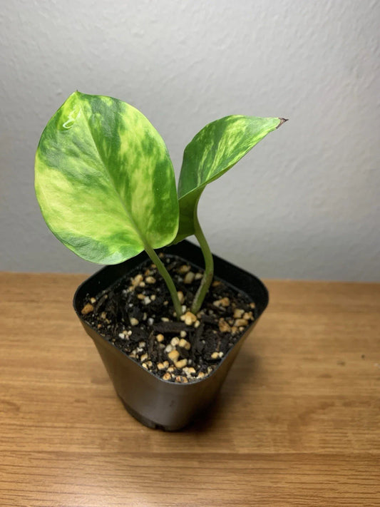Golden Pothos Plant | Fully Rooted | 2” Pot | Epipremnum aureum