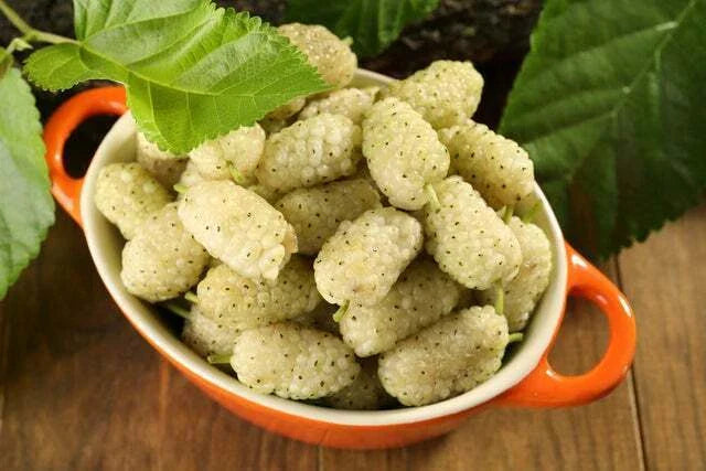 50+ White Mulberry Tree Seeds - Morus Alba - Non-GMO, Organic, Grown and Shipped Fresh