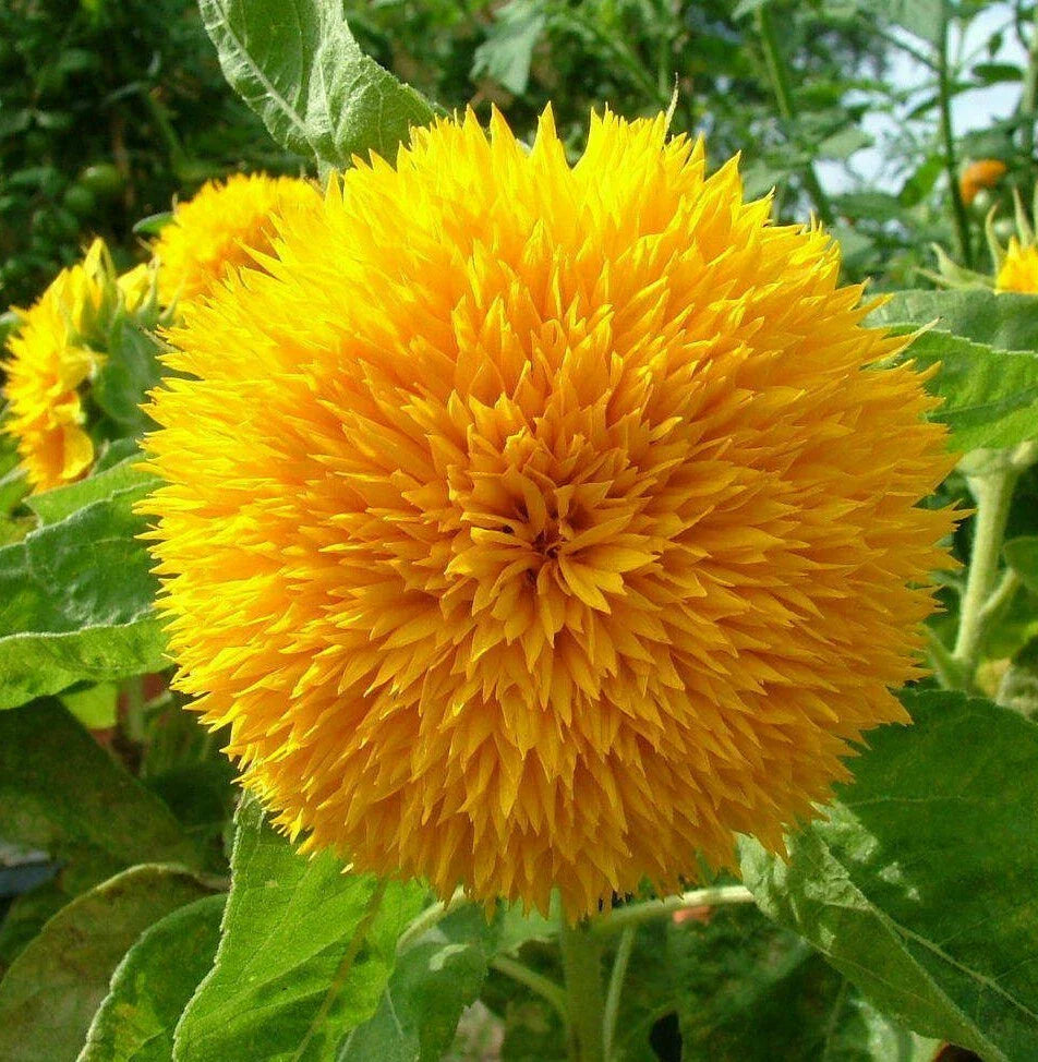 Teddy Bear Sunflower Seeds | Dwarf Fluffy Gold | Helianthus annuus Sungold | 2025 NEW