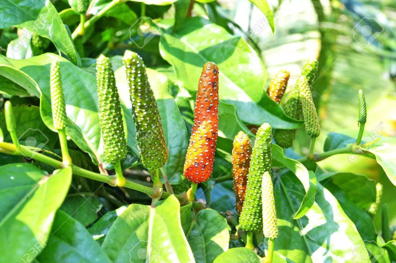 Piper Longum Live Plant 5-10" Rare Medicinal Long Pepper Pipali Pipili