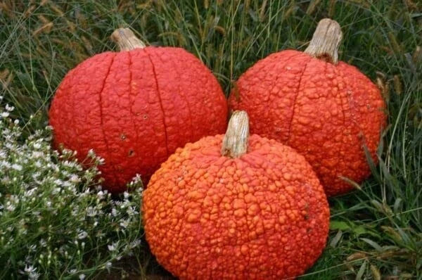Red Warty Thing Pumpkin Seeds - 10 Pack for Planting - Unique Bumpy Skin Cucurbita maxima
