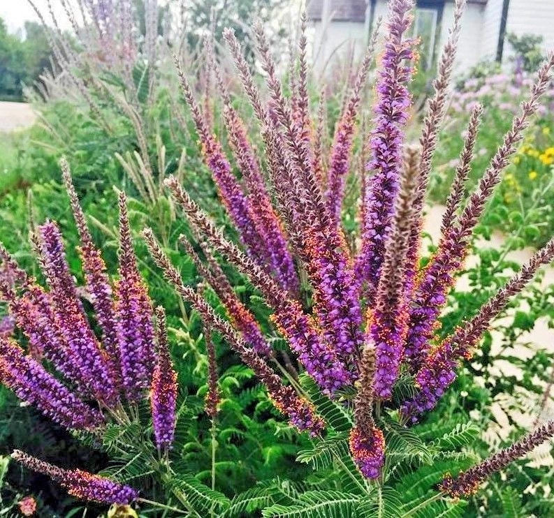 Lead Plant Seeds - 100+ Native Wildflower Seeds for Poor Soils, Drought & Heat Tolerance, Pollinator Friendly (Amorpha canescens)