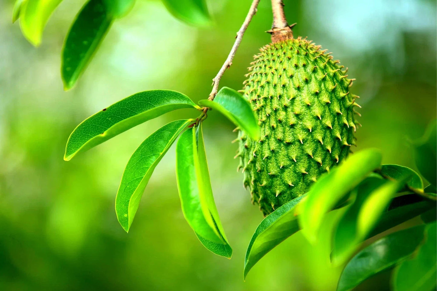 Soursop Fruit Tree Seeds - 6 Seeds - Annona muricata - Ideal for Home Gardening, Tropical Fruit Planting