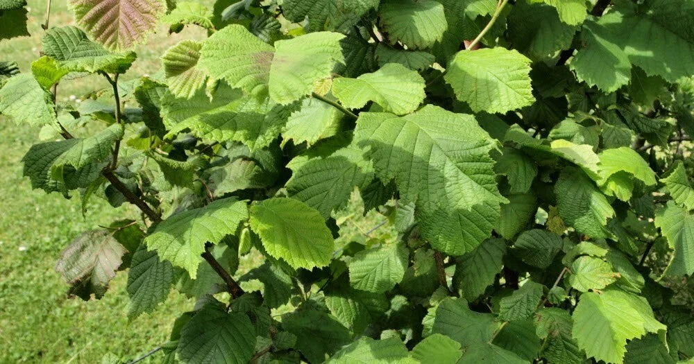 American Hazelnut Tree Plants, 12-18 Inches, Live Bareroot, Set of 2, Corylus americana, Hardy Zones 5-9