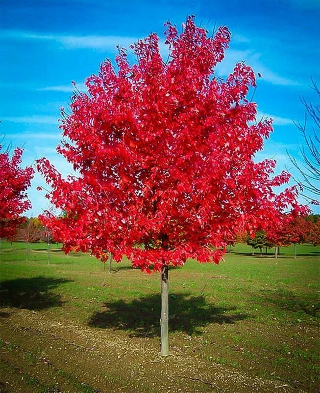 Red Maple Tree Live Well Rooted Plant 1-4 Years Old - Acer rubrum - Vibrant Fall Foliage, Ideal for Landscaping