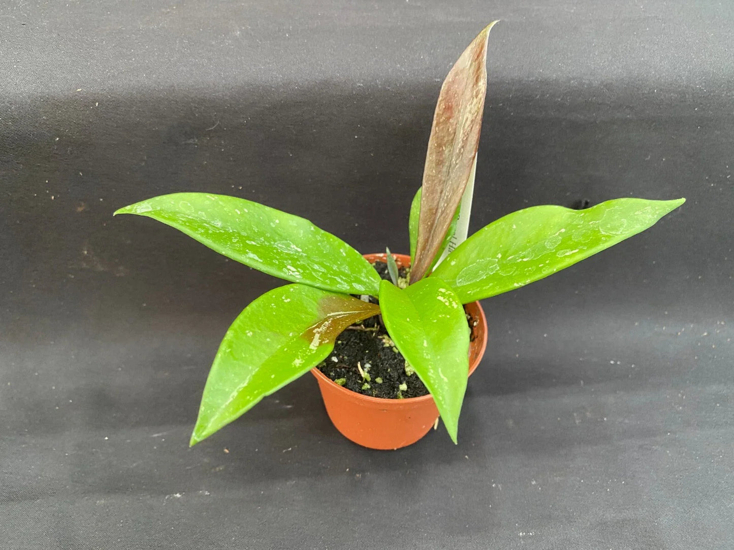 Hoya Plant 2.5" Pot Royal Hawaiian Purple Hoya pubicalyx Rooted Houseplant Live Indoor Plant