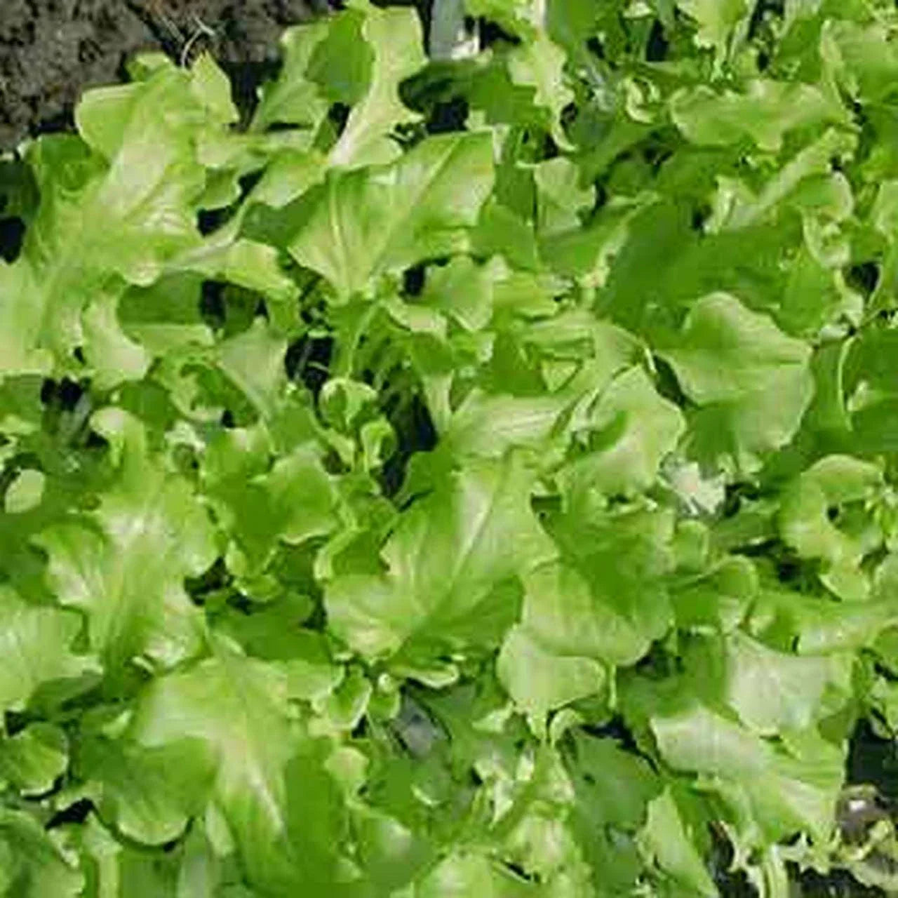 Green Salad Bowl Lettuce Seeds, NON-GMO, Cutting Variety, Lactuca sativa