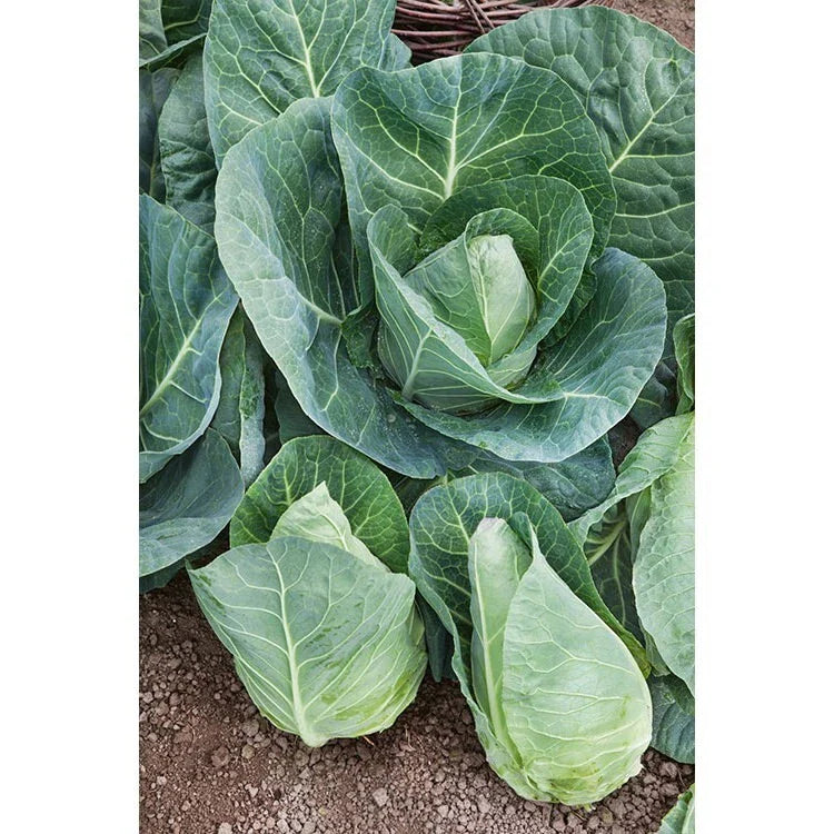 Cabbage Seeds 200+ Pack - Early Jersey Wakefield Heirloom NON GMO - Fresh Organic Garden Seeds