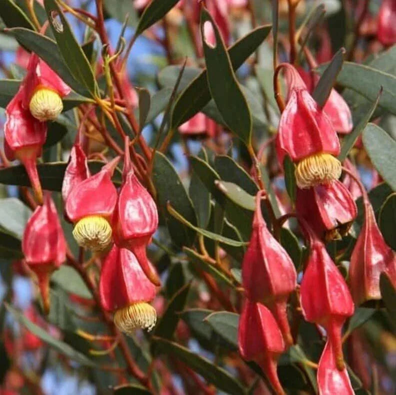 Fuschia Gum Tree Seeds 30 Seeds Eucalyptus forrestiana Planting Supplies