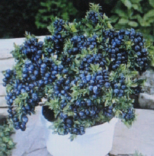 1000 Seeds Dwarf Top Hat Bonsai Plant - Fruit-Bearing, Ideal for Containers - Perfect Decorative Specimen